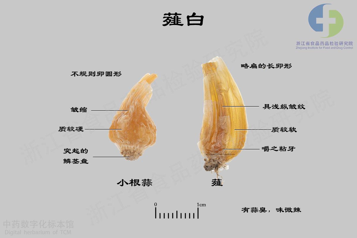 薤白 标本影像